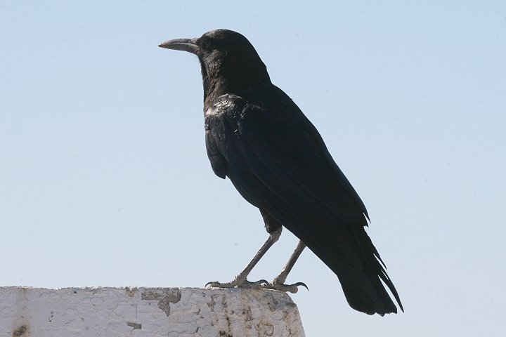 �c���n�V�K���X