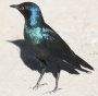 Cape Glossy Starling �A�J�K�^�e�����N