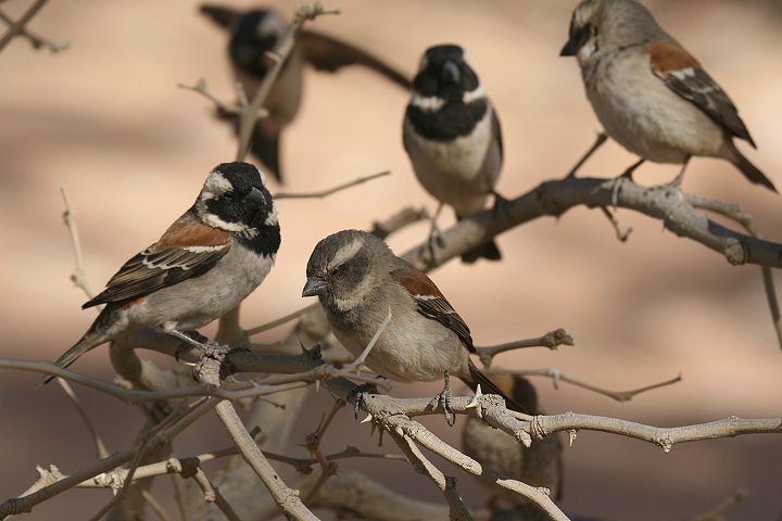 �z�I�O���X�Y��