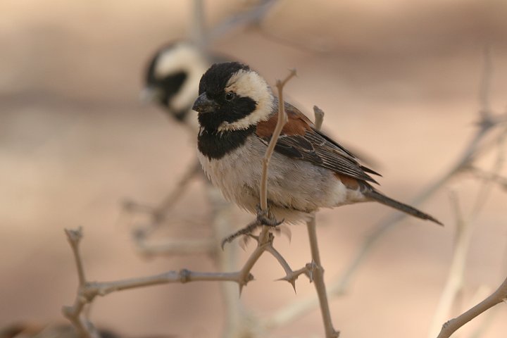 �z�I�O���X�Y��