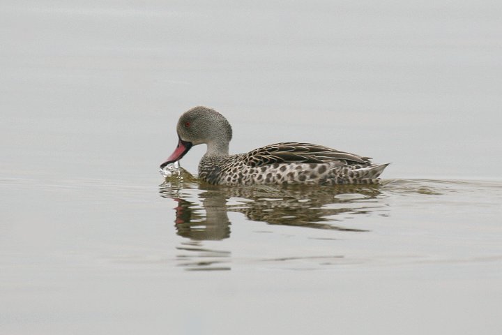 �A�J�n�V�R�K��