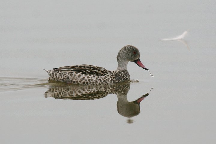 �A�J�n�V�R�K��