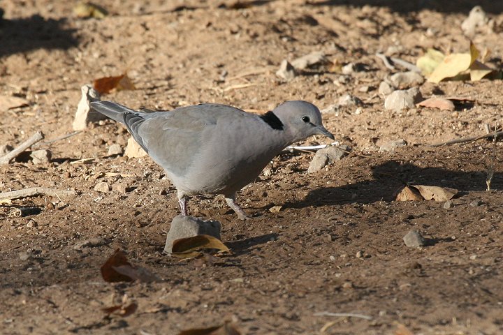 �A�t���J�W���Y�J�P�o�g