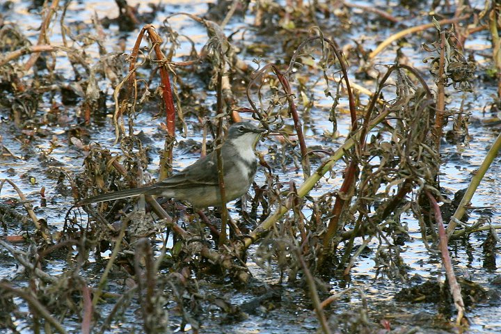 �T�o�N�n�N�Z�L���C