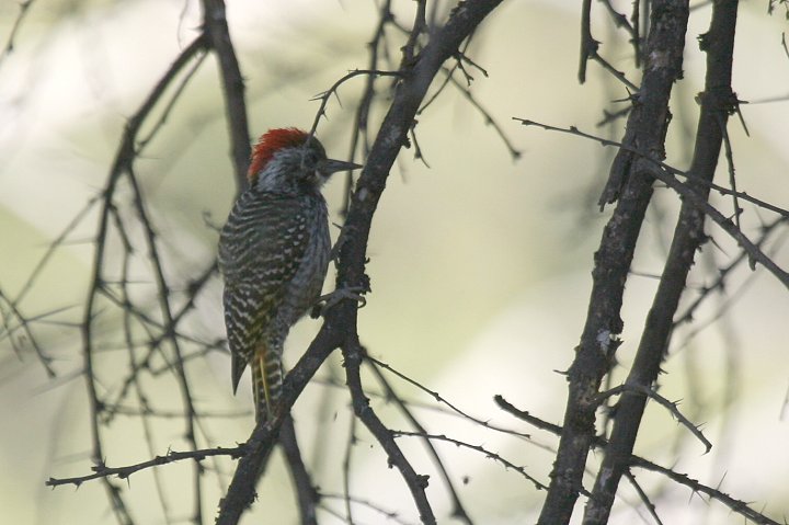 �A�t���J�R�Q��