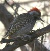 Cardinal Woodpecker �A�t���J�L�c�c�L