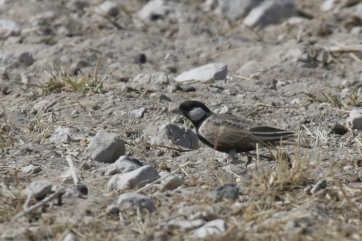 �z�I�W���X�Y���q�o��