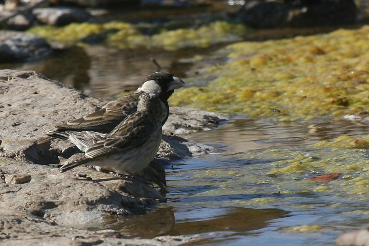 �z�I�W���X�Y���q�o��