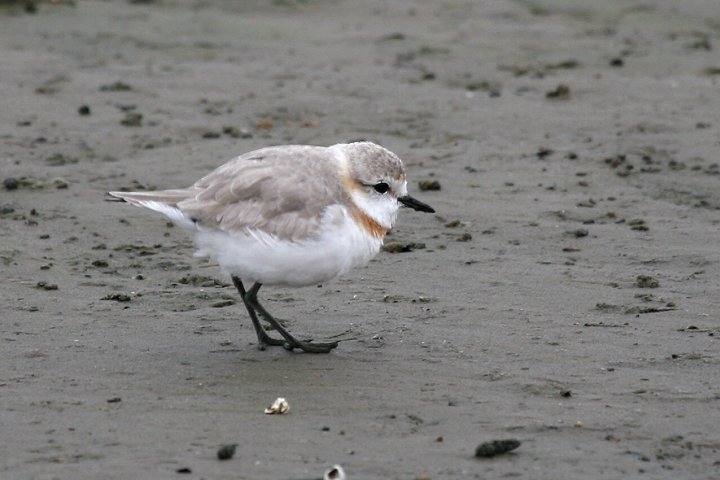 �N���I�r�`�h��