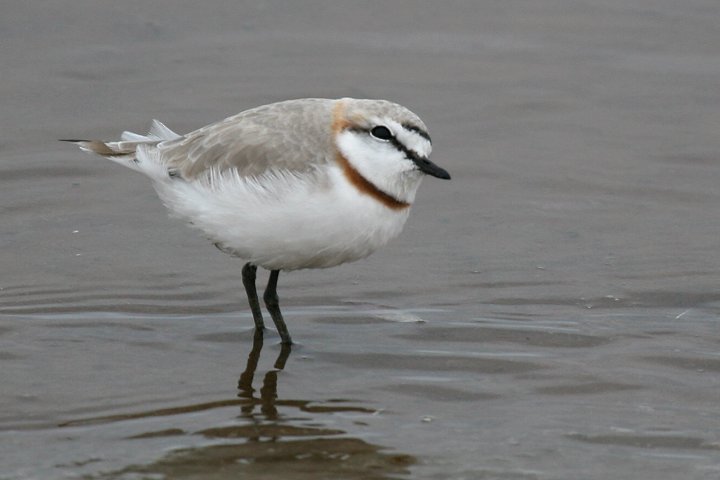 �N���I�r�`�h��