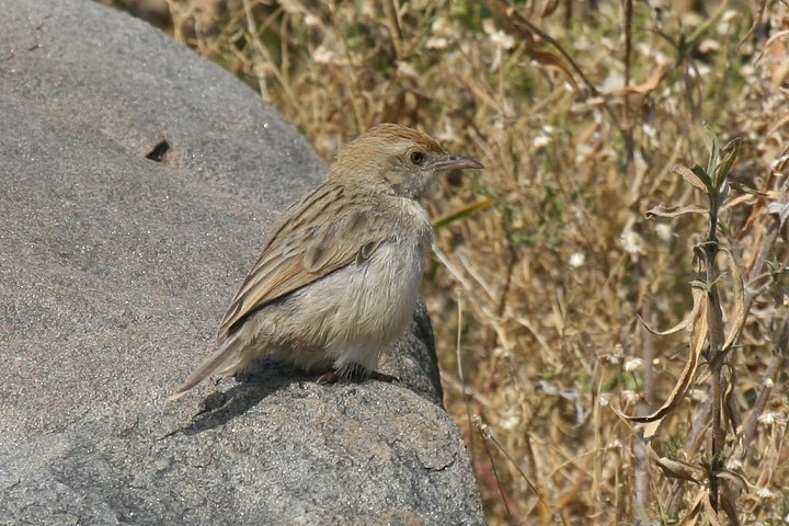 �A�t���J�Z�b�J�H