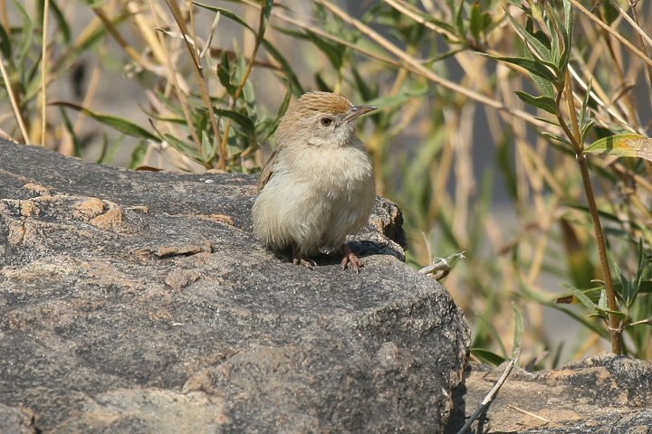 �A�t���J�Z�b�J