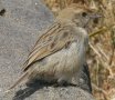 Rattling Cisticola �A�t���J�Z�b�J