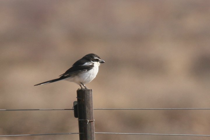 �J�^�W���I�i�K���Y