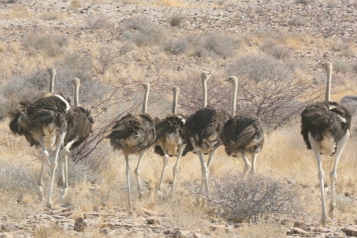 �_�`���E�̗c���̌Q