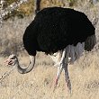 Common Ostrich �_�`���E