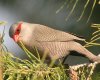 Common Waxbill �I�i�K�J�G�f�`���E