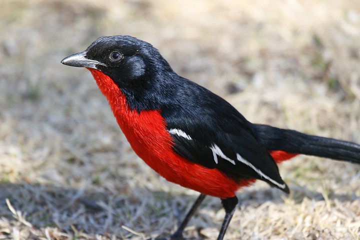 �n�W���A�J�n�����u���Y