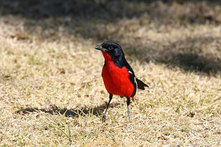 �n�W���A�J�n�����u���Y