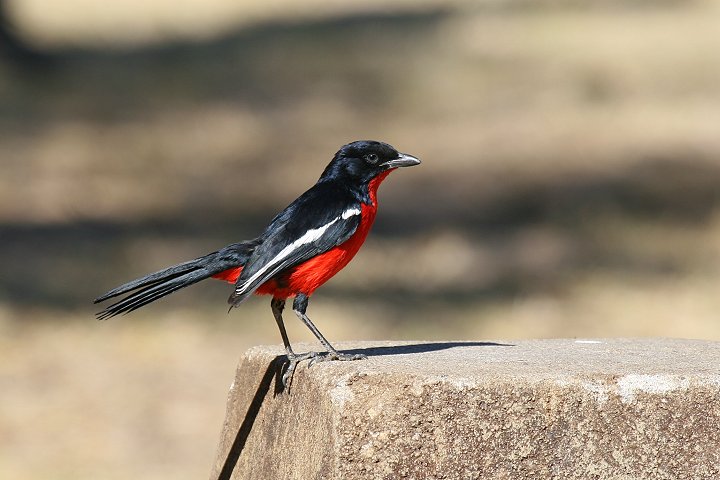 �n�W���A�J�n�����u���Y