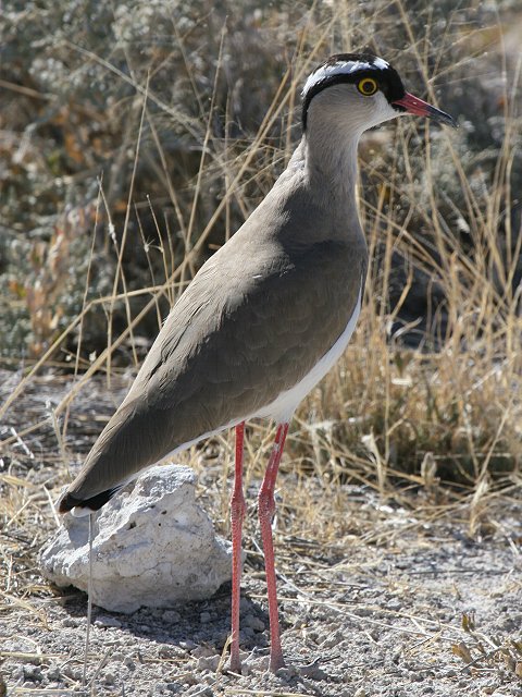 �I�E�J���Q��