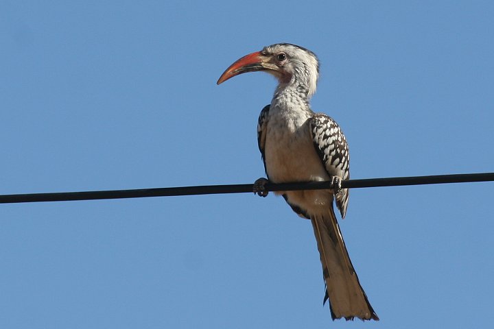 �A�J�n�V�R�T�C�`���E�̓쐼�A�t���J����