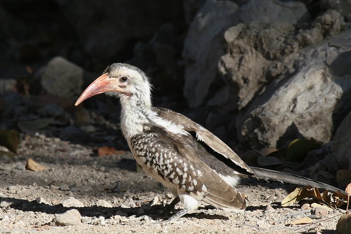 �A�J�n�V�R�T�C�`���E�̓쐼�A�t���J����