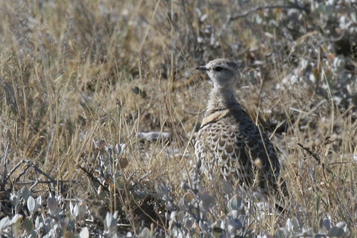 �t�^�I�r�X�i�o�V��