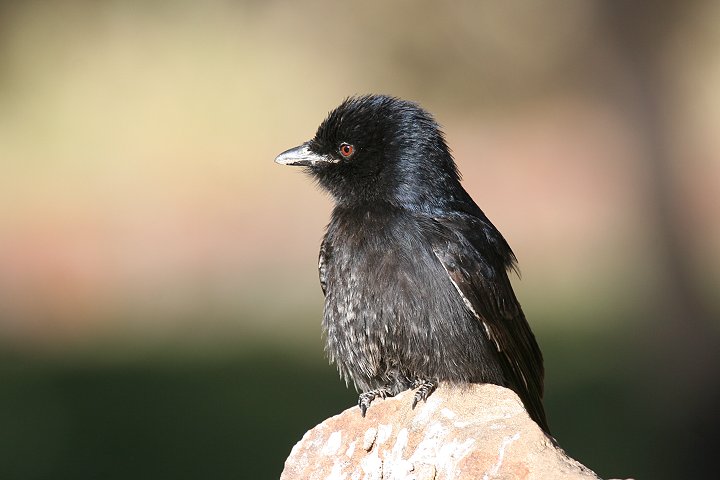 �I�E�`���E