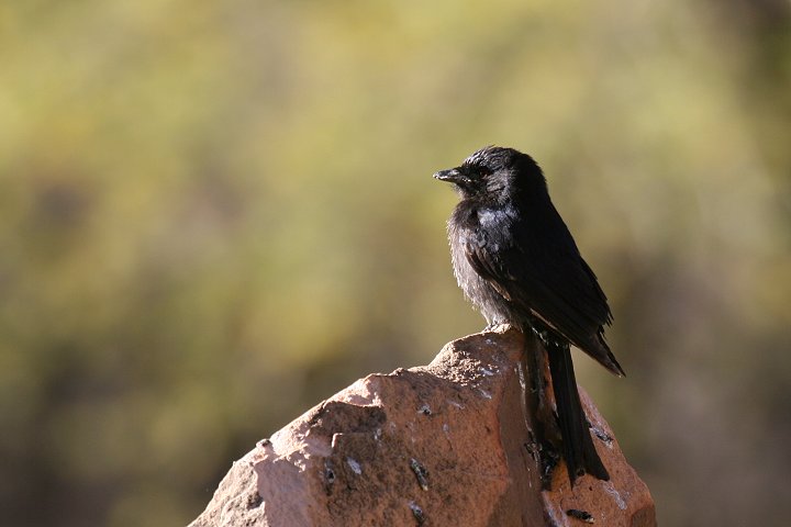 �I�E�`���E