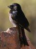 Fork-tailed Drongo �I�E�`���E