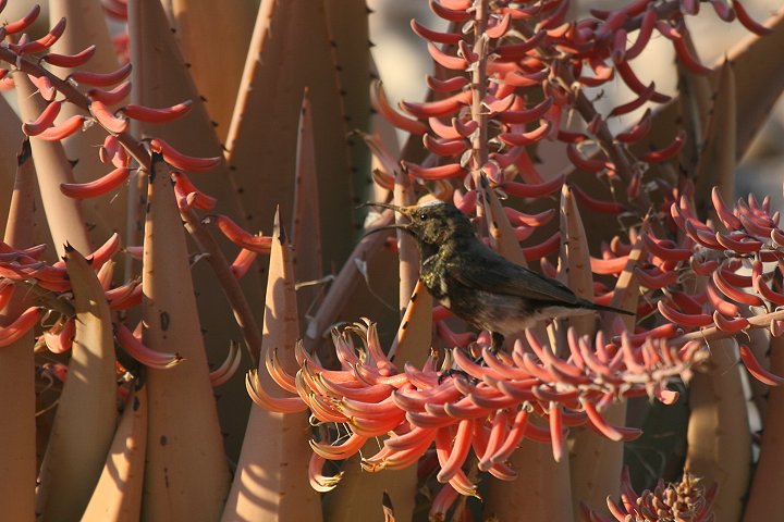 �E�X�O���^�C���E�`���E