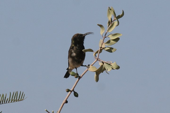 �E�X�O���^�C���E�`���E�̃I�X