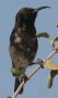 Dusky Sunbird �E�X�O���^�C���E�`���E
