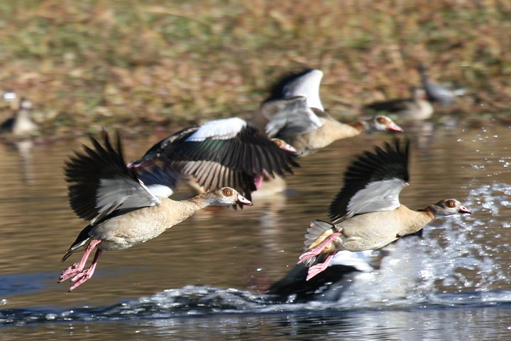 �G�W�v�g�K��