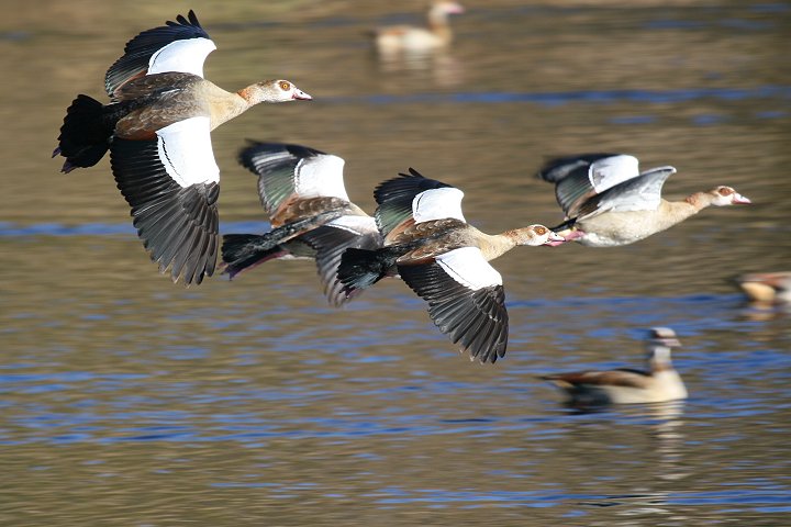 �G�W�v�g�K��