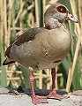 Egyptian Goose �G�W�v�g�K��
