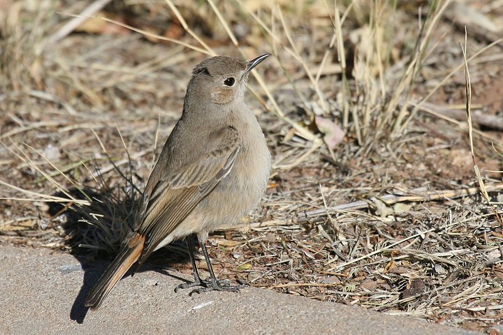 �A�J�I�C���q�^�L