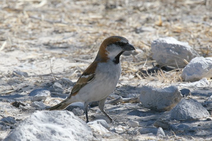 �I�I�X�Y���̃I�X