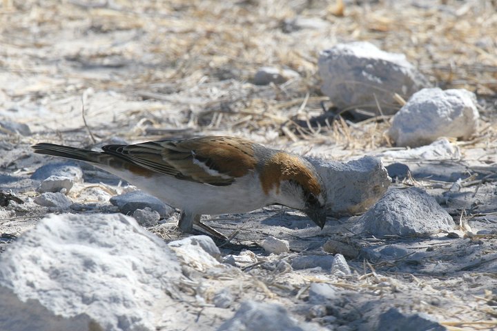 �I�I�X�Y���̃I�X