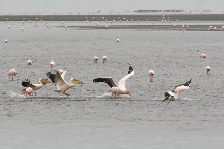 �����C���y���J��