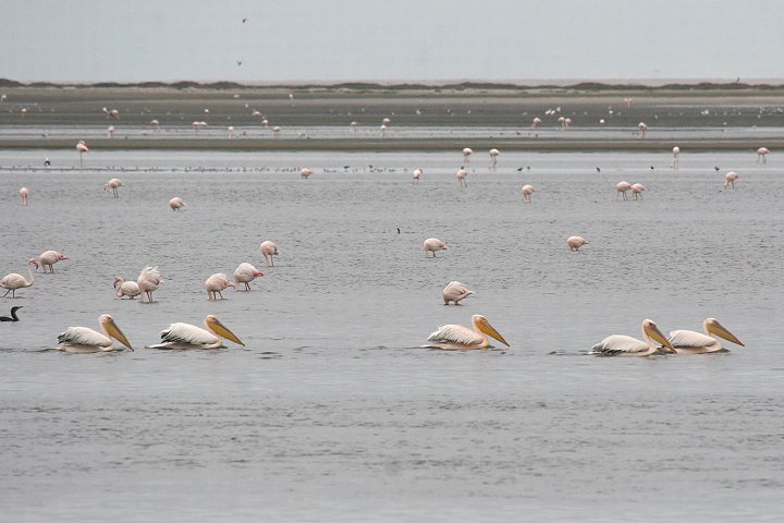 �����C���y���J��