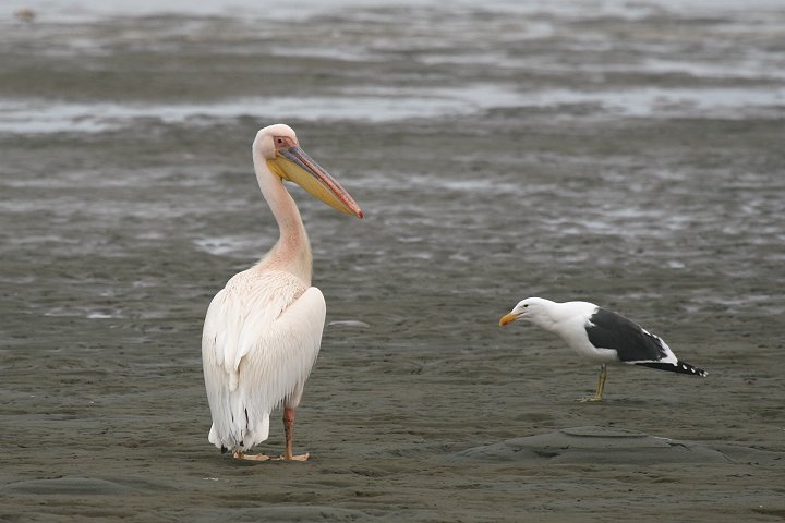 �����C���y���J��