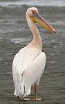 Great-white Pelican �����C���y���J��