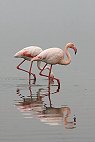 Greater Flamingo �I�I�t���~���S