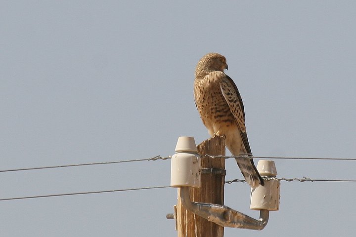 ���W���`���E�Q���{�E