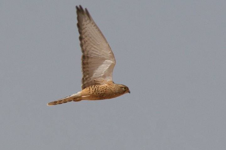 ���W���`���E�Q���{�E