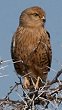 Greater Kestrel ���W���`���E�Q���{�E