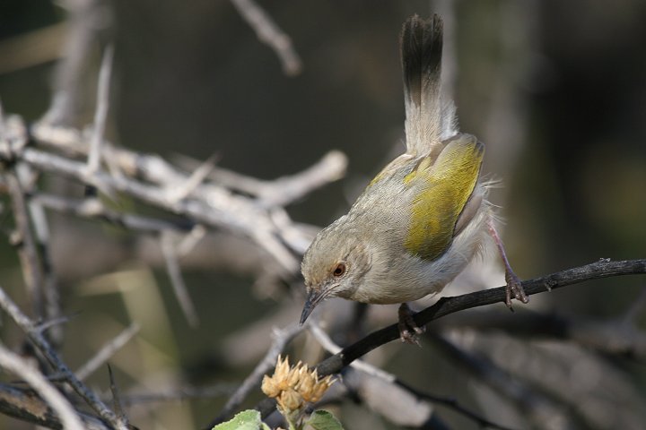 �^���r�R���V�N�C