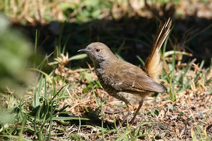 �^���r�R���V�N�C